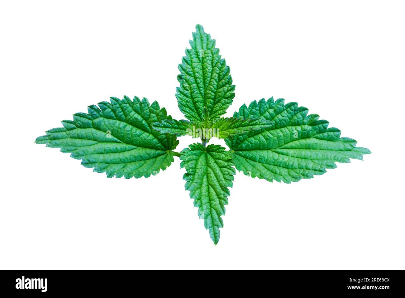 Fresh Green Leaves Nettle isolato su sfondo bianco. Progettare oggetto con maschera di ritaglio. Foto Stock