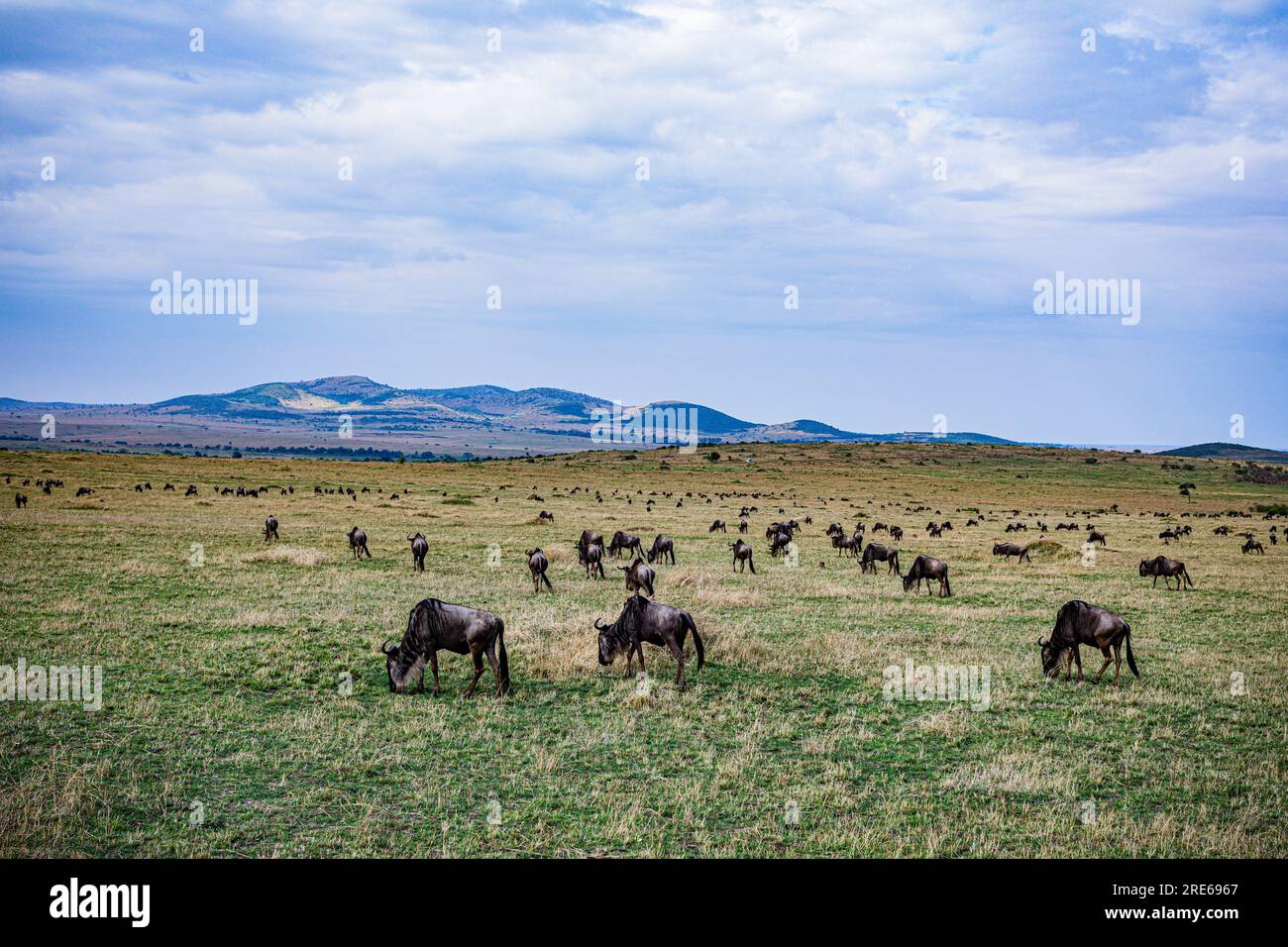 La riserva nazionale di Maasai Mara è un'area di savana preservata nel Kenya sudoccidentale, lungo il confine con la Tanzania. Tra i suoi animali vi sono i leoni, Foto Stock