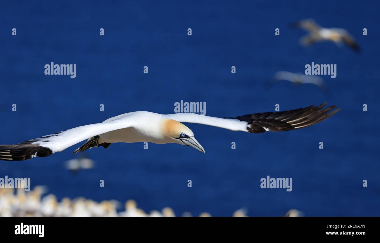 Ritratto di Northern Gannet in volo, Bonaventure Island, Quebec, Canada Foto Stock