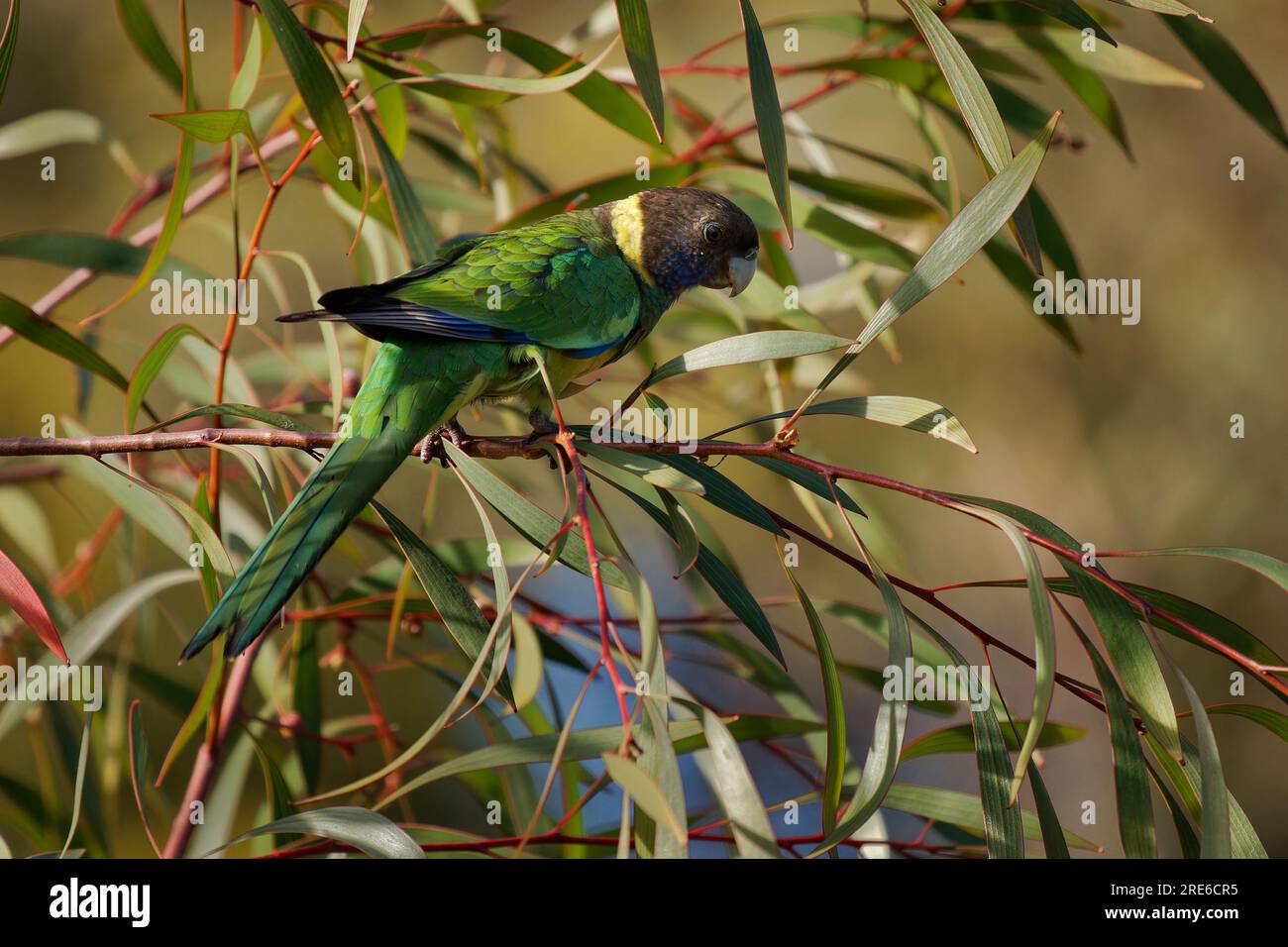 Australian Ringneck - Barnardius zonarius è un pappagallo originario dell'Australia, delle prime due specie di pappagallo di Port Lincoln (Barnardius zonarius) e Mallee Ringne Foto Stock
