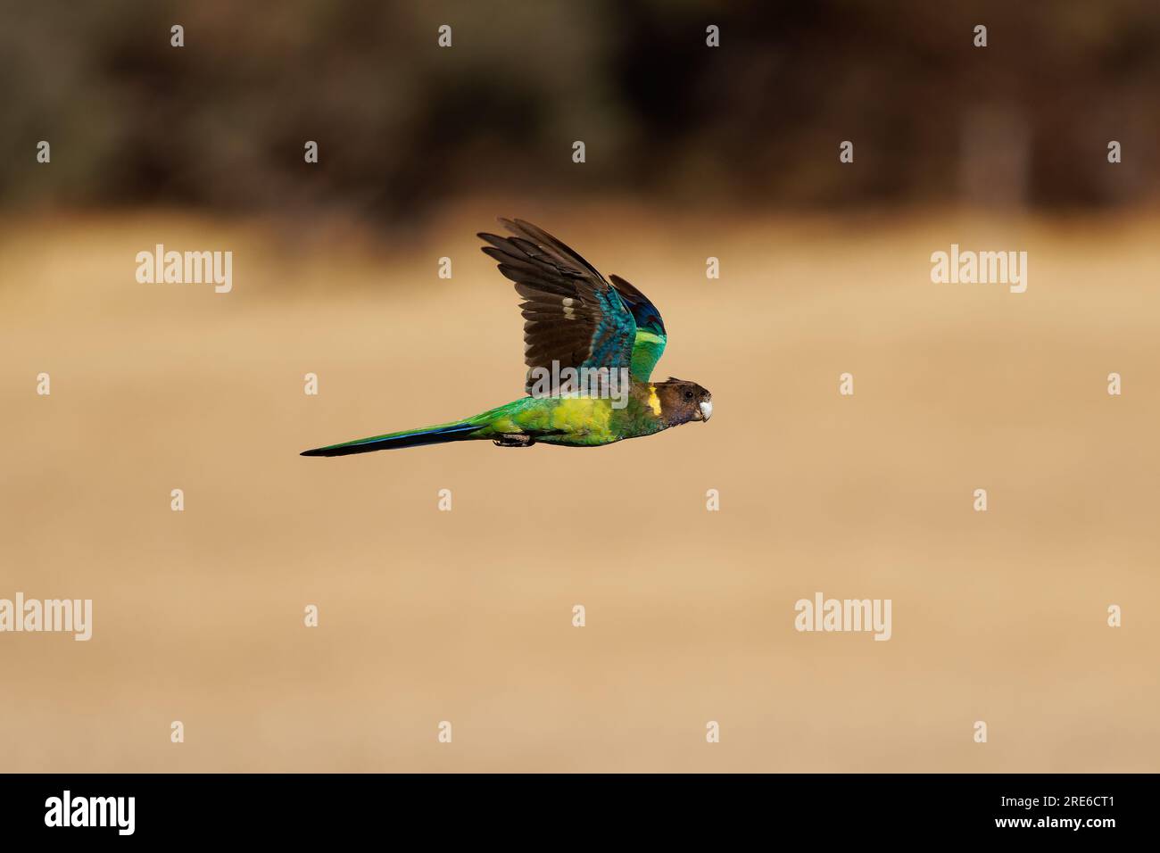 Australian Ringneck - Barnardius zonarius è un pappagallo originario dell'Australia, delle prime due specie di pappagallo di Port Lincoln (Barnardius zonarius) e Mallee Ringne Foto Stock