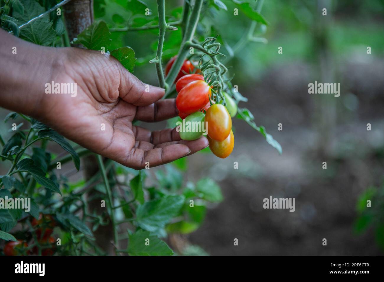 Una donna afferra i pomodori stagionati dal suo giardino, prodotti locali biologici e sani Foto Stock