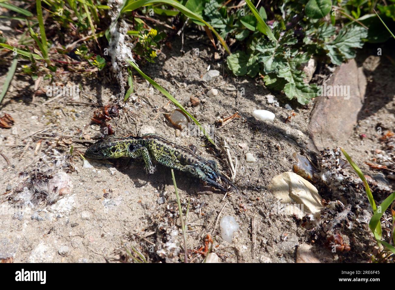 Tote Zauneidechse (Lacerta agilis), Männchen, Niedersachsen, Deutschland, Rosche Foto Stock