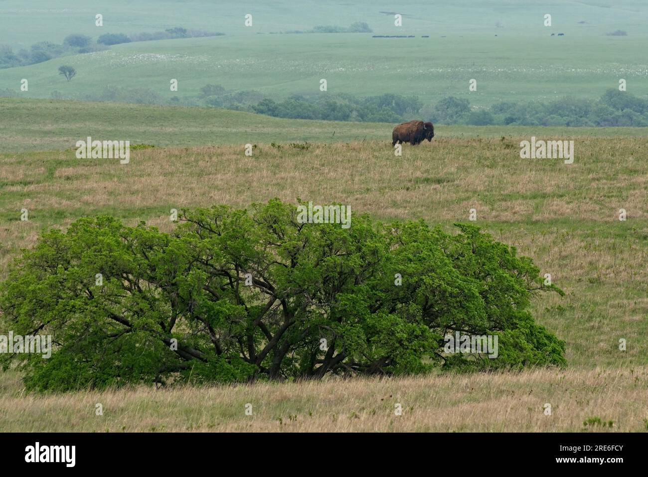 Bisonte americano solitario a Rolling Flint Hills nella Tallgrass Prairie National Preserve in primavera Foto Stock