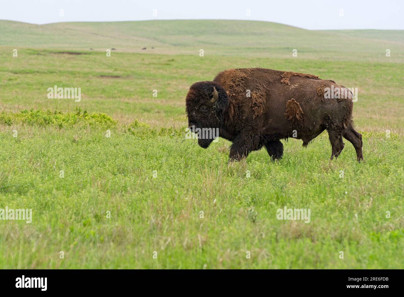 Solitario bisonte americano che cammina attraverso le dolci colline di Flint nella riserva nazionale delle praterie di Tallgrass in primavera Foto Stock