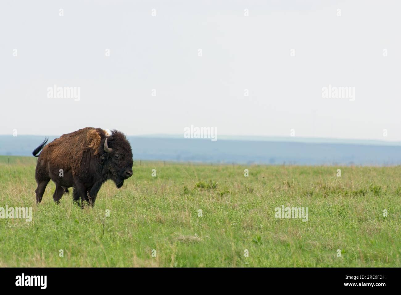 Solitario bisonte americano che cammina attraverso le dolci colline di Flint nella riserva nazionale delle praterie di Tallgrass in primavera Foto Stock