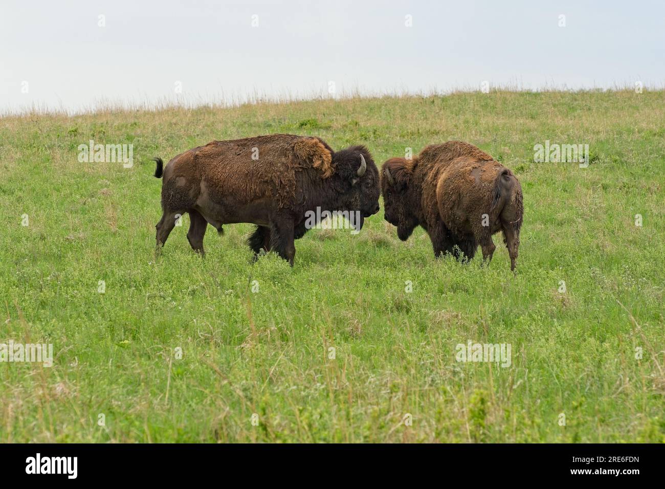 Due bisonti americani si impegnano sulle dolci colline di selce della riserva nazionale delle praterie di Tallgrass in primavera Foto Stock