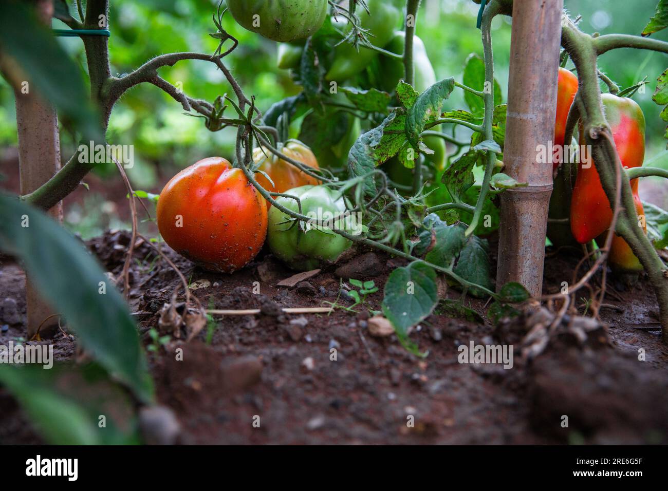 Primo piano di alcuni pomodori che stanno maturando in un orto, pomodori verdi e rossi Foto Stock
