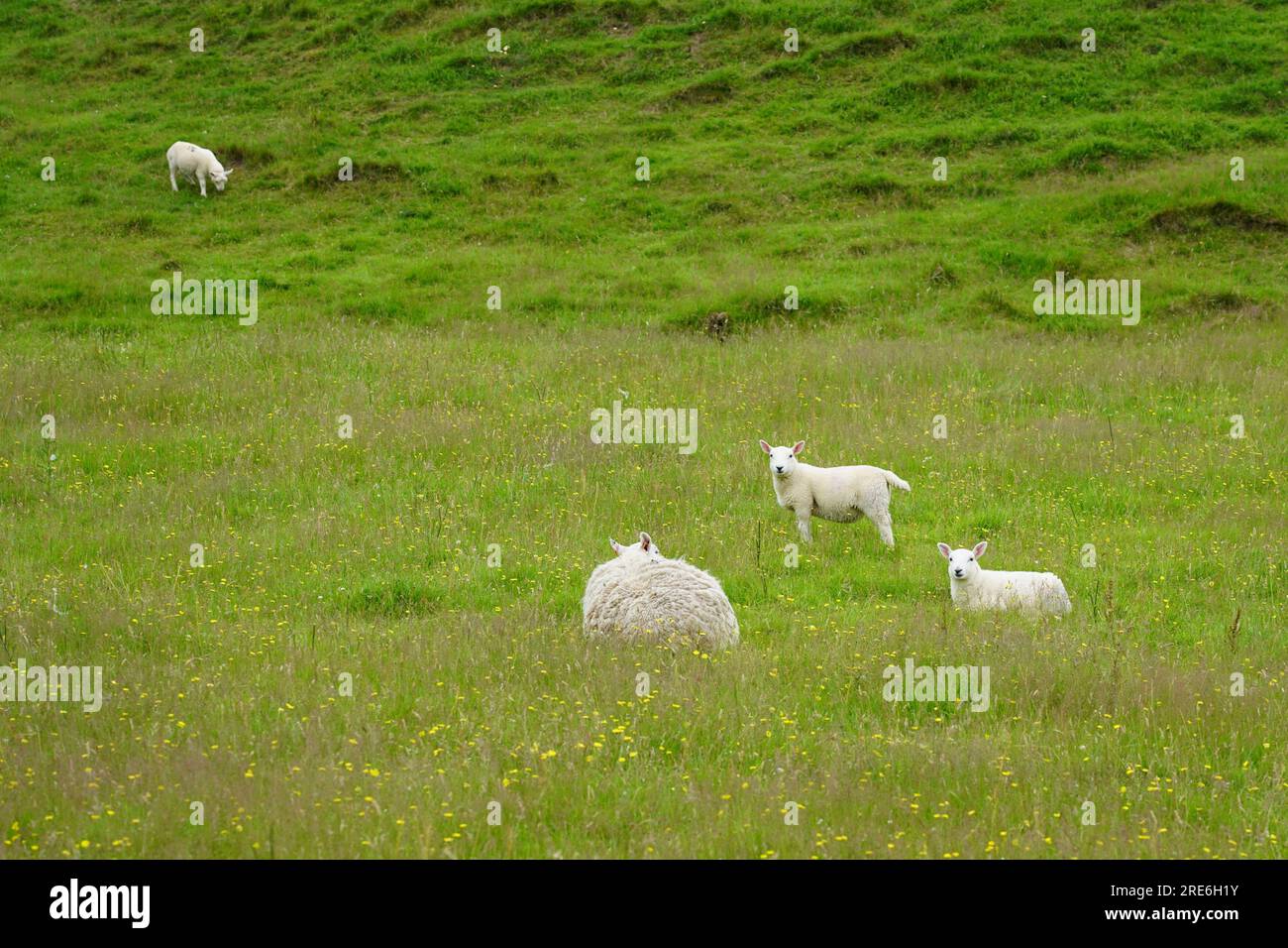 agnello ovino in allevamento Foto Stock