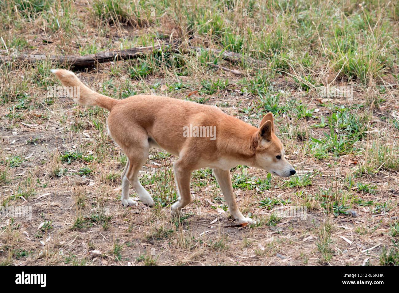 I dingo sono naturalmente magri come un levriero, con le grandi orecchie permanentemente pricked e le code spesso contrassegnate con una punta bianca. Foto Stock