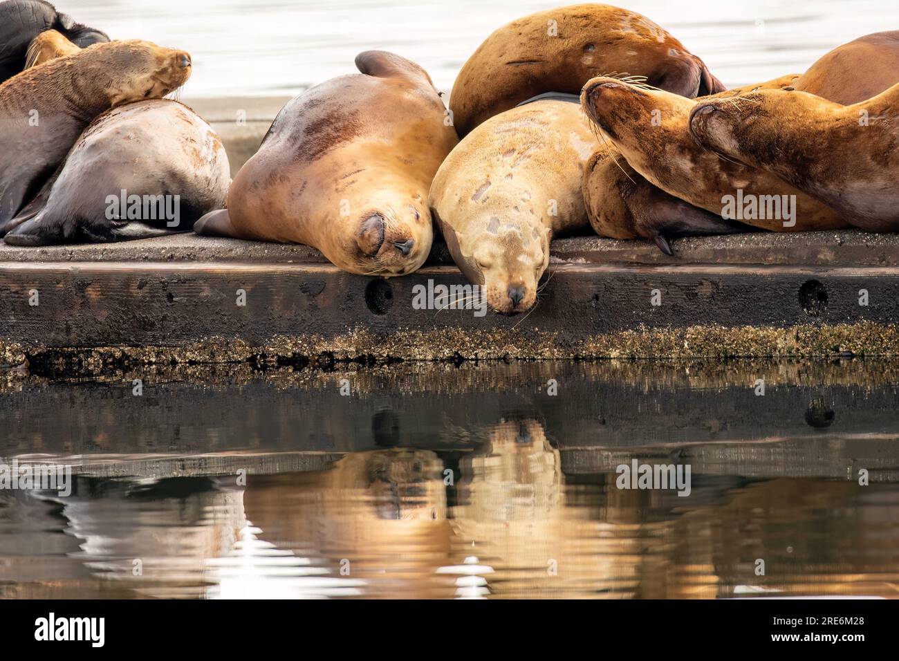 I leoni marini di Steller sul molo di cemento da soli, il porto di Saint Paul a Kodiak, Alaska. Foto Stock