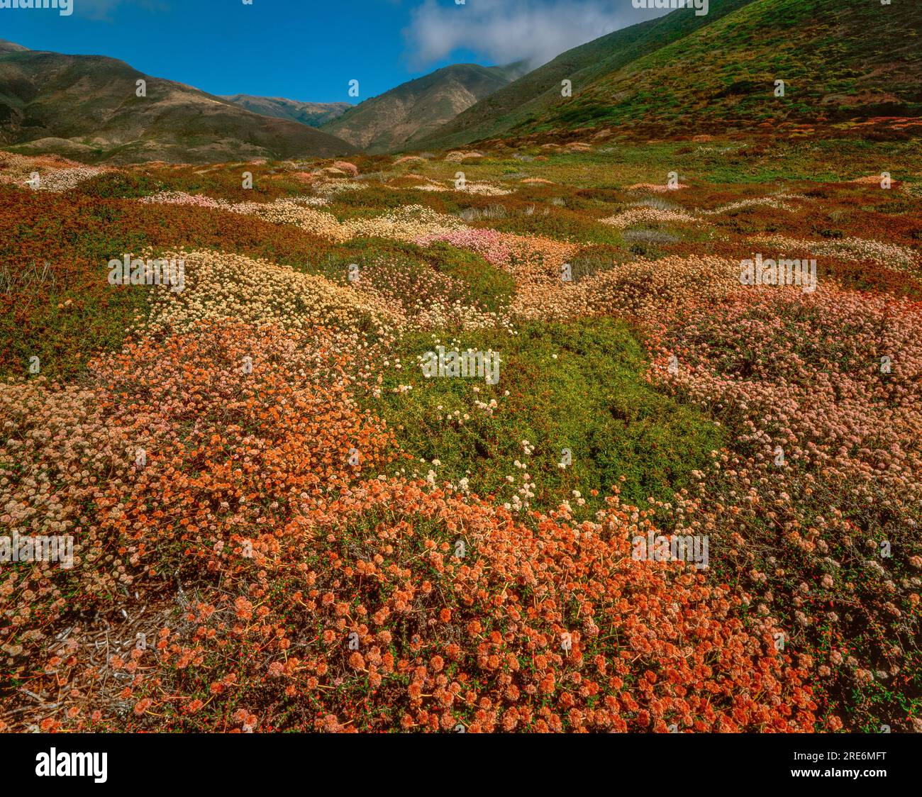 Grano saraceno, Eriogonum latifolium, Garrapata State Park, Big Sur, Monterey County, California Foto Stock