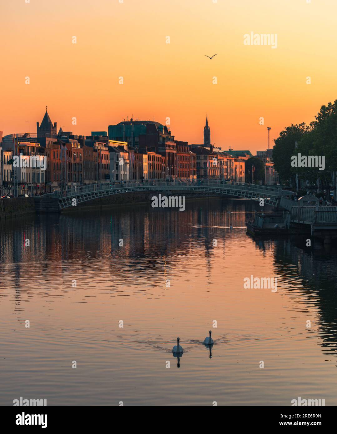 Cigni che scendono lungo il fiume Liffey a Dublino durante un bel tramonto Foto Stock
