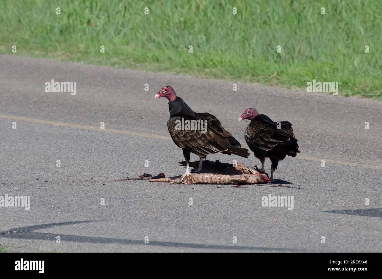 Avvoltoi di tacchino, Cathartes aura, che si nutrono di Armadillo a nove bande, Dasypus novemcinctus, roadkill Foto Stock