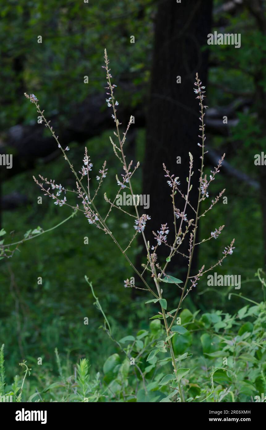 Ticktrefoil, Desmodium sp. Foto Stock