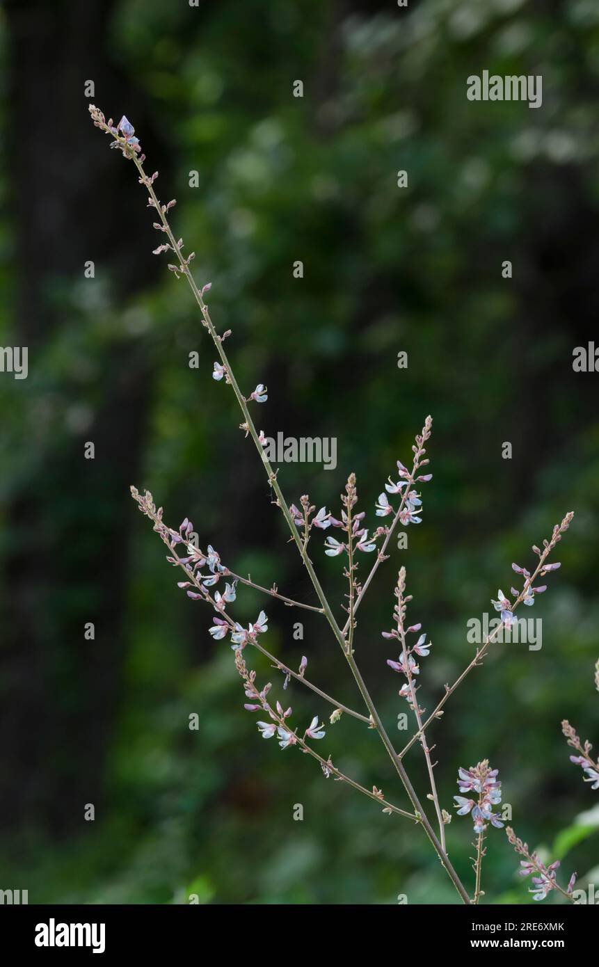 Ticktrefoil, Desmodium sp. Foto Stock