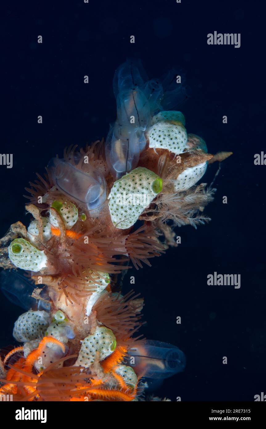 Robust Sea Squirts tunicati, Atriolum robustum e Sea Squirts, famiglia Diazonidae, sito di immersione Air Bajo, stretto di Lembeh, Sulawesi, Indonesia Foto Stock