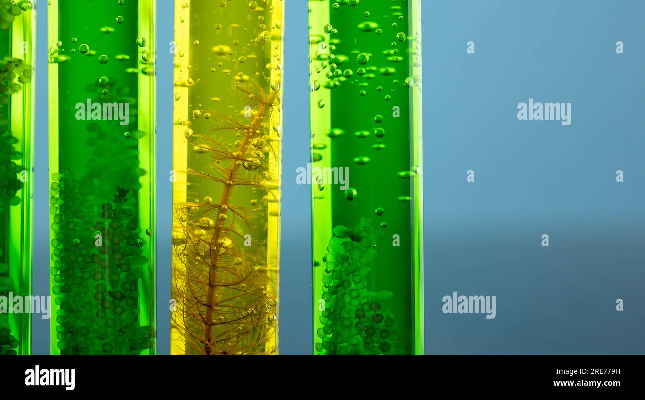 Laboratorio di ricerca per l'industria dei biocarburanti di alghe combustibili per alternative al combustibile fossile di alghe o biocarburanti di alghe. Foto Stock