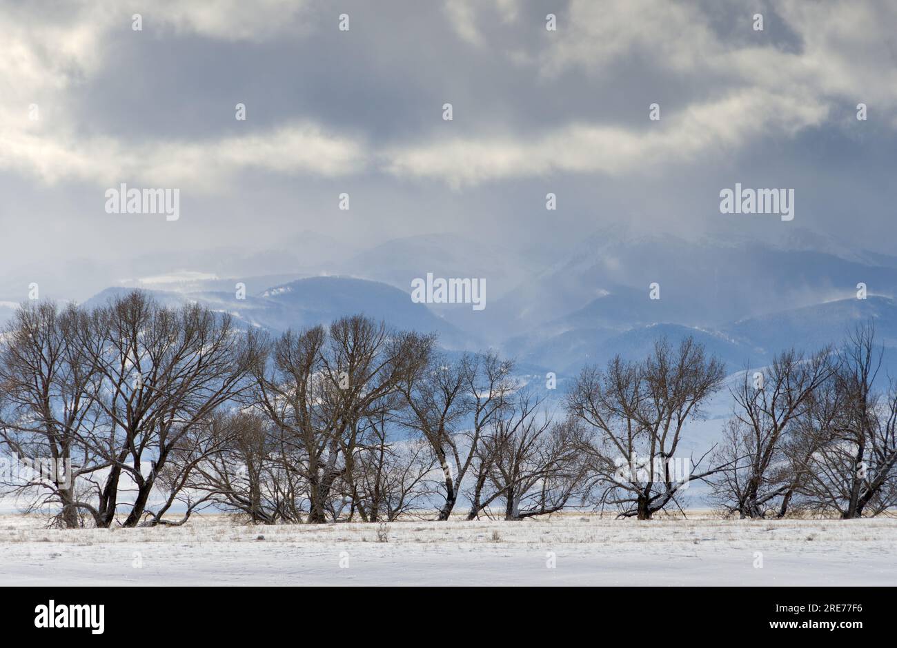 Willow Trees e Gravelly Mountain Range in inverno. Madison County, Montana, USA. Foto Stock