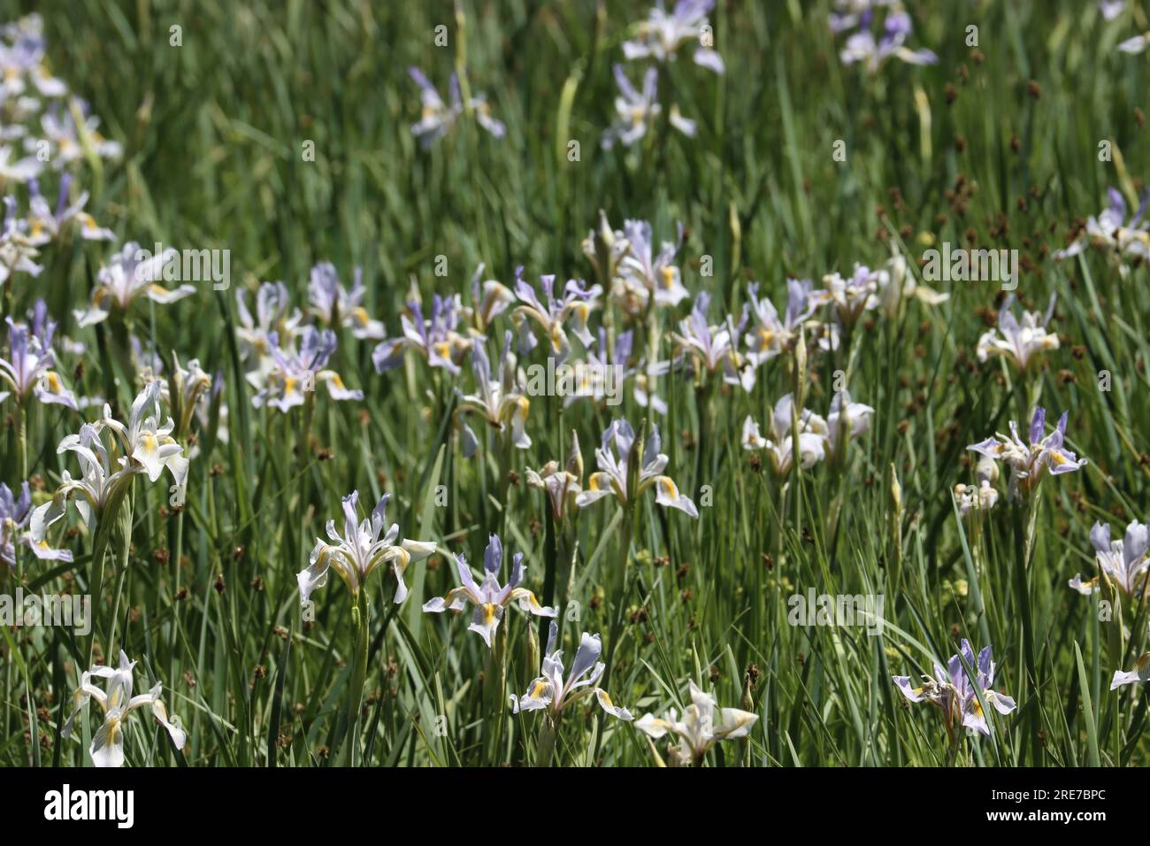 Un prato trabocca di fiori selvatici nativi di Iris Missouriensis, impressionando nozioni di gratitudine a oltre 8000 metri sulle montagne di San Emigdio. Foto Stock