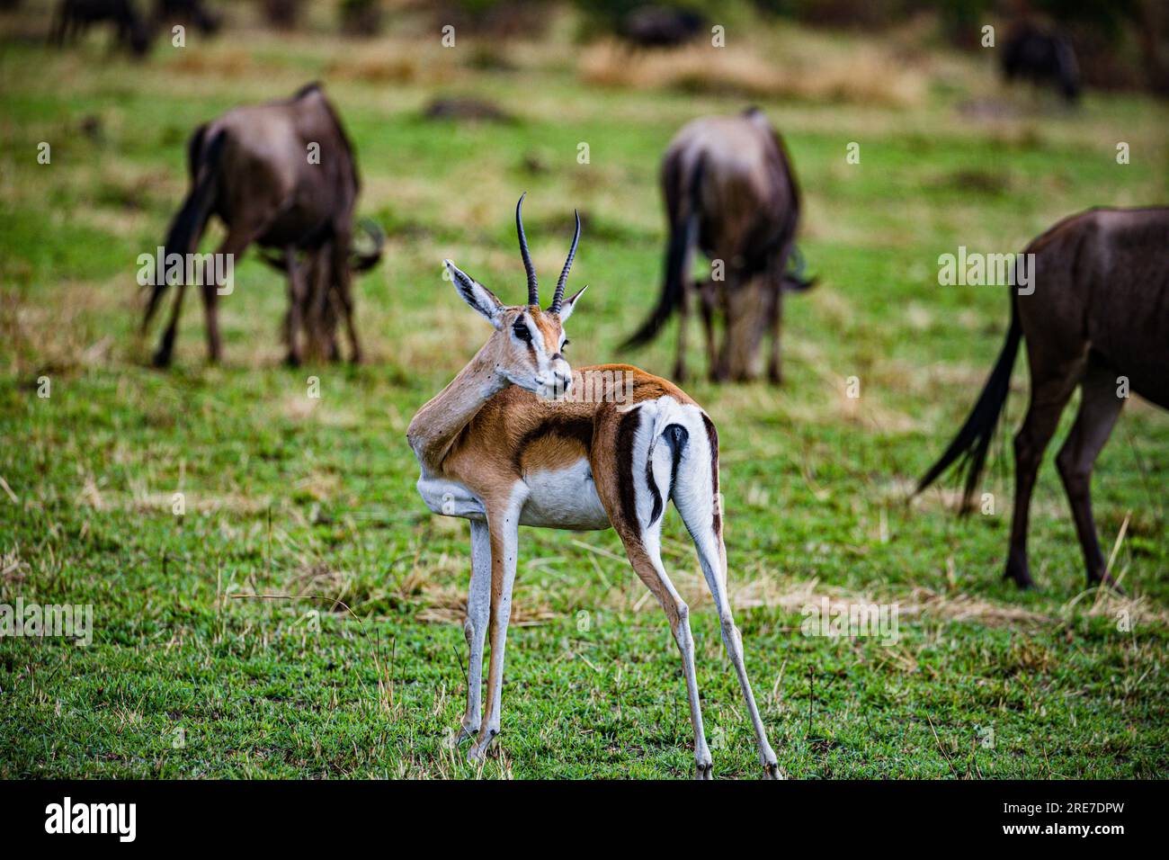 La riserva nazionale di Maasai Mara è un'area di savana preservata nel Kenya sudoccidentale, lungo il confine con la Tanzania. Tra i suoi animali vi sono i leoni, Foto Stock