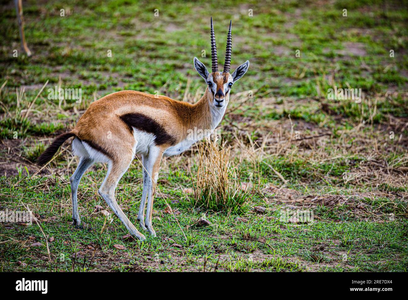 La riserva nazionale di Maasai Mara è un'area di savana preservata nel Kenya sudoccidentale, lungo il confine con la Tanzania. Tra i suoi animali vi sono i leoni, Foto Stock