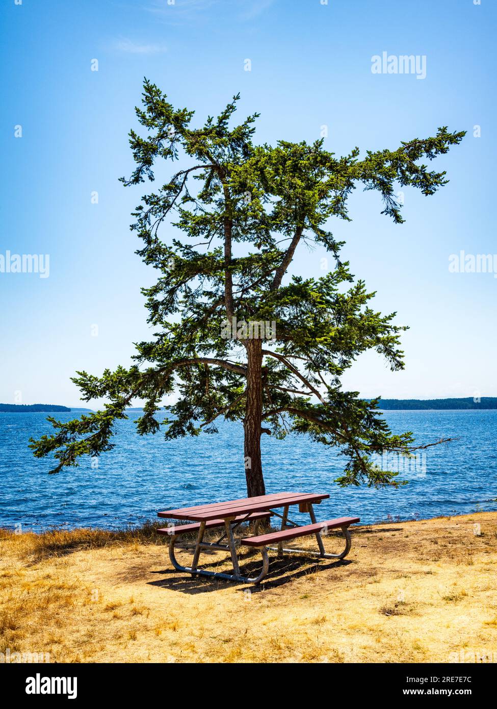 Tavolo da picnic e albero al Ruckle Provincial Park, nel sud-est di Salt Spring Island, British Columbia, Canada. Foto Stock