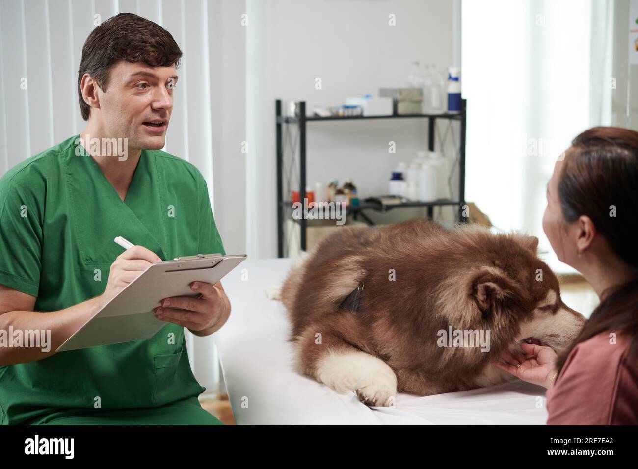 Veterinario che raccomanda il trattamento al proprietario del cane samoyed Foto Stock