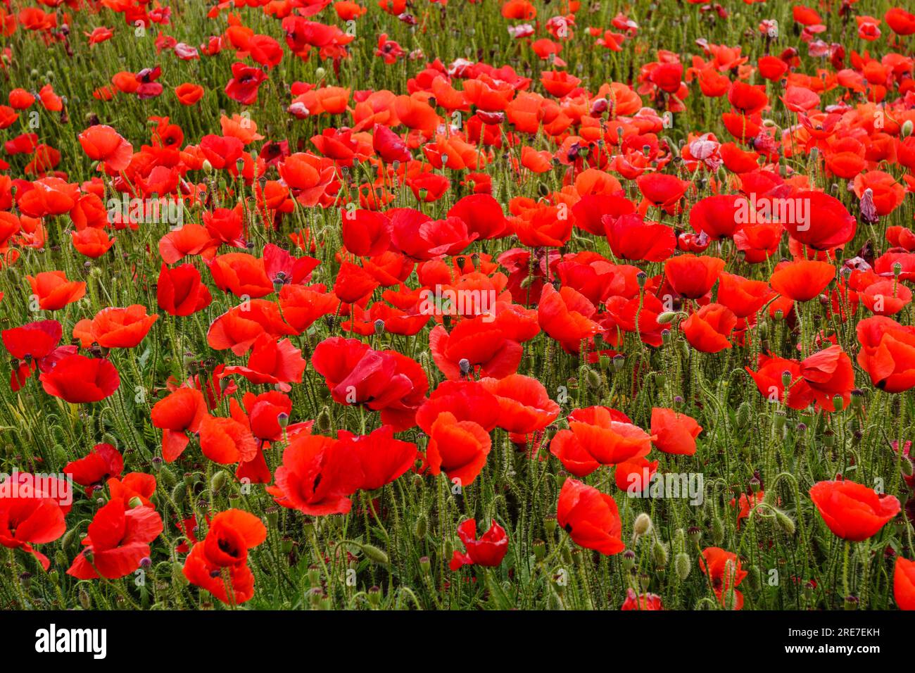 Papaver rhoeas, amapola silvestre, Porreres, Mallorca, islas baleares, Spagna Foto Stock