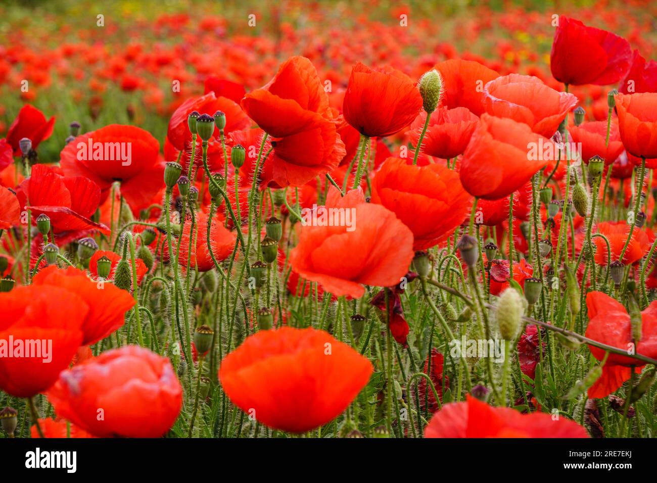 Papaver rhoeas, amapola silvestre, Porreres, Mallorca, islas baleares, Spagna Foto Stock
