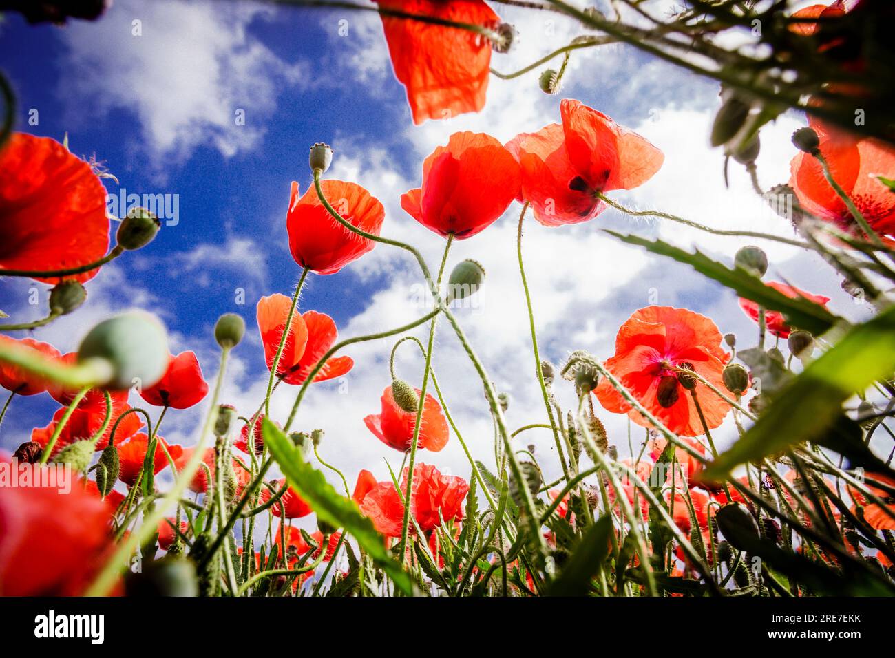 Papaver rhoeas, amapola silvestre, Porreres, Mallorca, islas baleares, Spagna Foto Stock