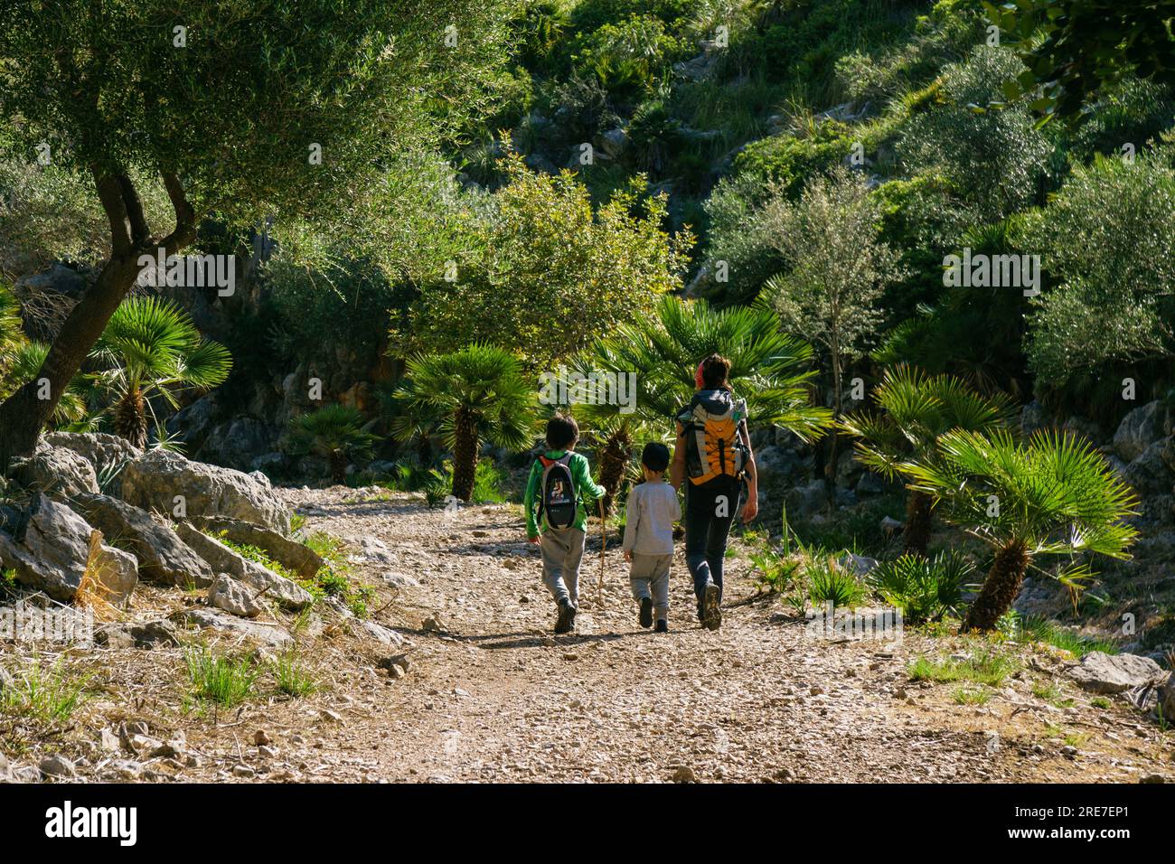 Chamaerops humilis, llamado palmito o palmitera, Comellar de Ses Sinies, Calvia, sierra de Tramuntana, Mallorca, Spagna Foto Stock