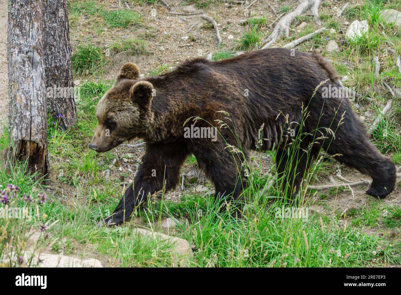 oso pardo europeo (Ursus arctos arctos), Les Angles, pirineos catalanes, comarca de Capcir, Francia Foto Stock