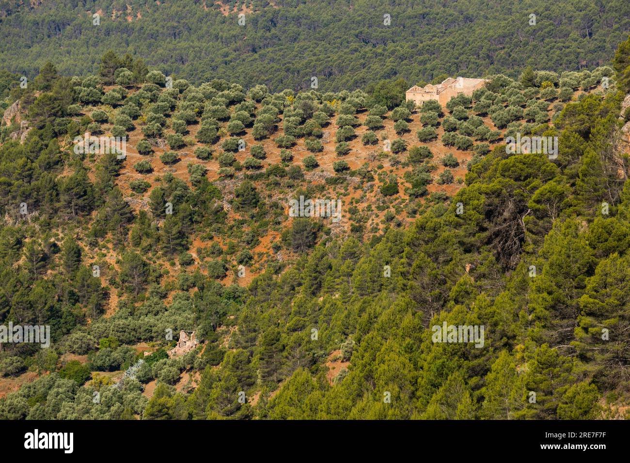 Olivar, Hornos, Parque natural sierras de Cazorla, Segura y Las Villas, Jaen, Andalusia, Spagna Foto Stock