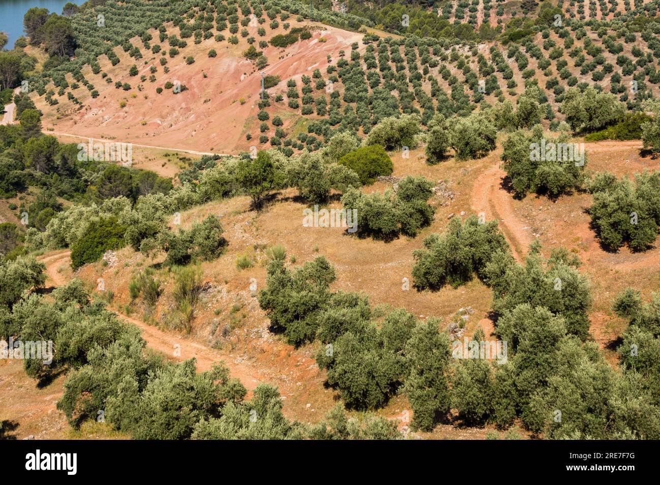 Ulivi, Hornos, parco naturale sierras de Cazorla, Segura e Las Villas, Jaen, Andalusia, Spagna Foto Stock