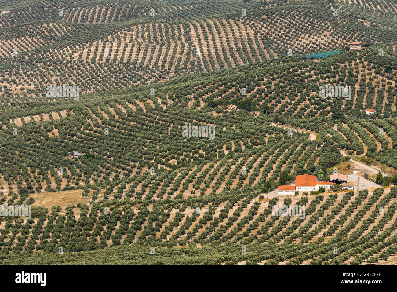 Ulivi di Jaen, parco naturale sierras de Cazorla, Segura e Las Villas, Jaen, Andalusia, Spagna Foto Stock