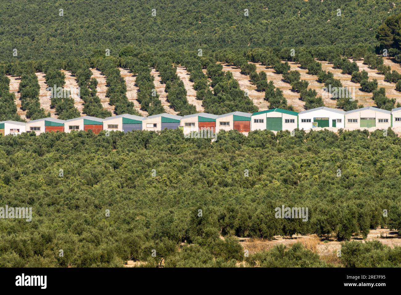 Oliveti della collina di Ubeda, Jaen, Andalusia, spagna, europa Foto Stock