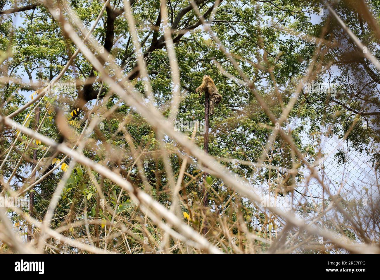 La documentazione Chenchu nella foresta di Nallamalla. La foresta di Nallamalla è la più grande foresta dell'India meridionale che si estende negli stati di Andhra Telangana. È famosa per gli animali selvatici. Indiano. Foto Stock