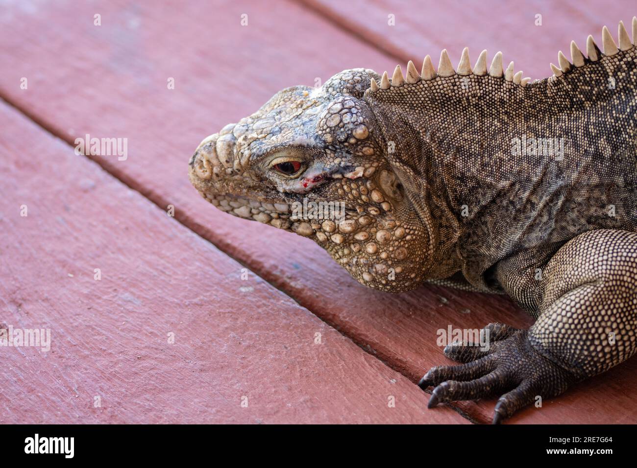 Iguana cubana nel dettaglio del muso, rettili marini su una spiaggia di Cuba. Lucertole caraibiche integrate con il turismo. Foto Stock