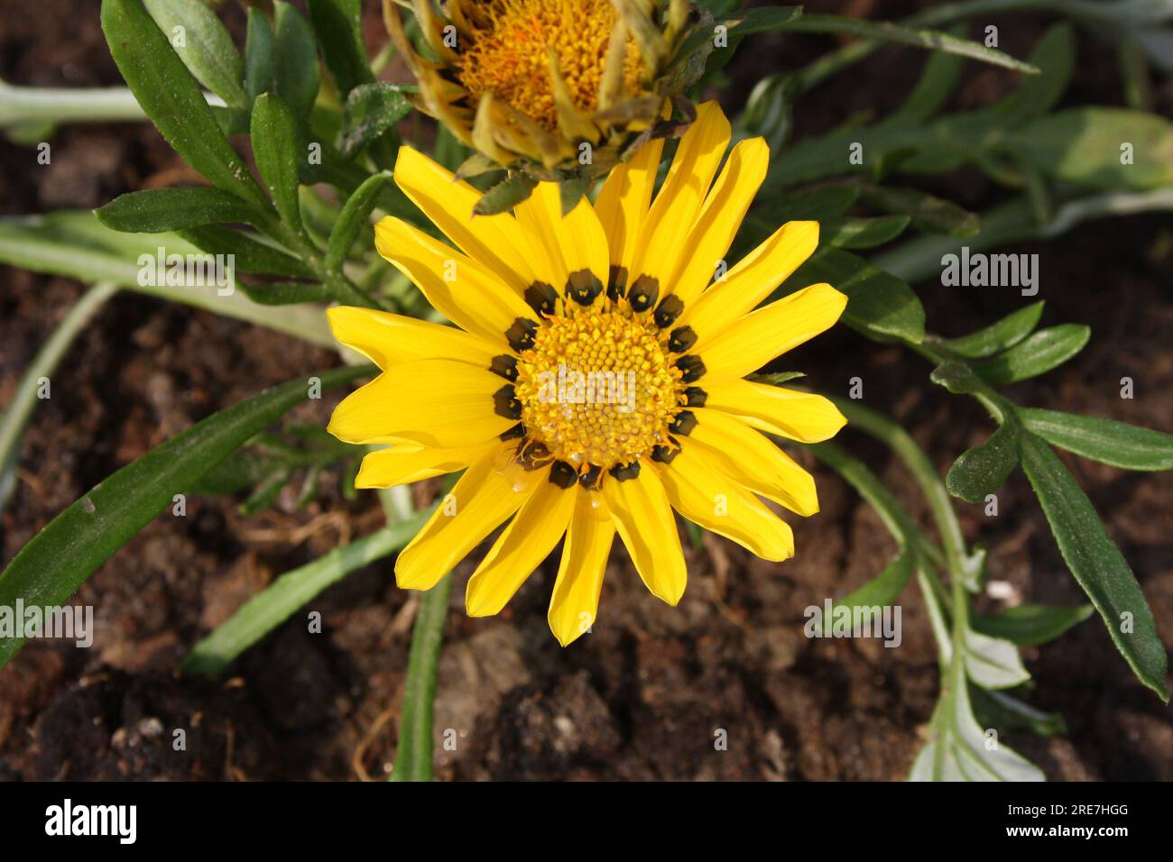 Cockscomb Gazania gialla (Gazania pectinata) con petali maculati neri : (pix Sanjiv Shukla) Foto Stock