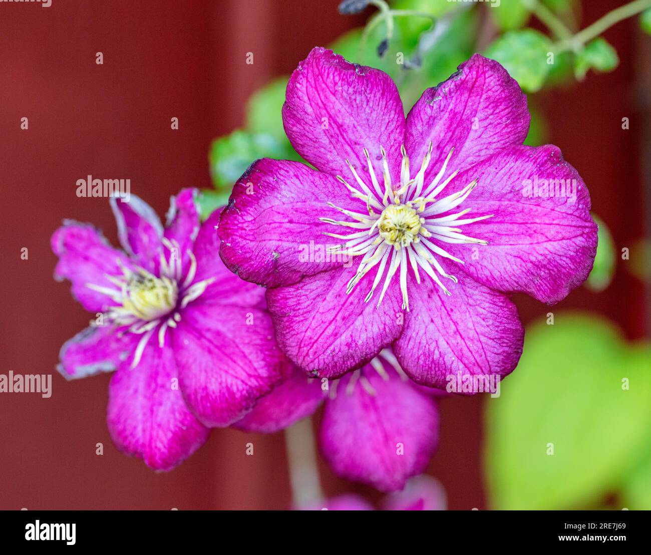 'Ville de Lyon' Late gruppo a fiore grande, klematis (Clematis ibrido) Foto Stock