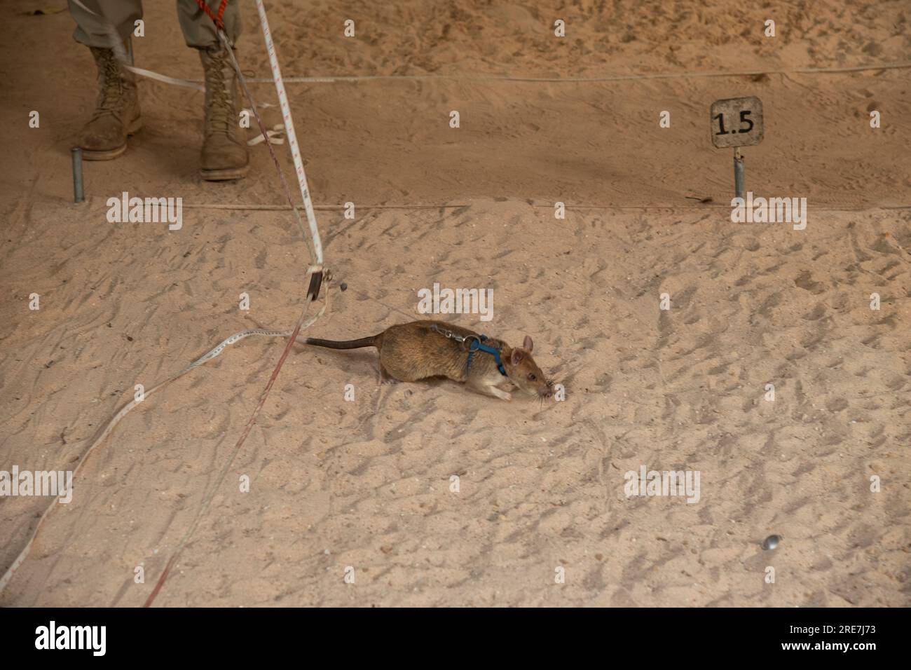 African Giant Land Rat cerca l'area delle miniere, il centro di sminamento APOPO utilizza i ratti di rilevamento per velocizzare lo sminamento, Siem Reap, Cambogia Foto Stock
