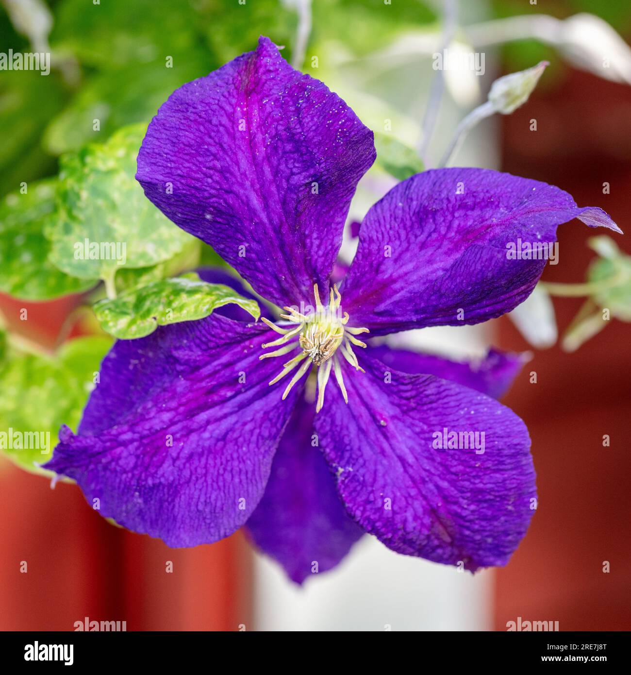 "Jackmanii" gruppo a fiore grande, klematis (ibrido Clematis) Foto Stock