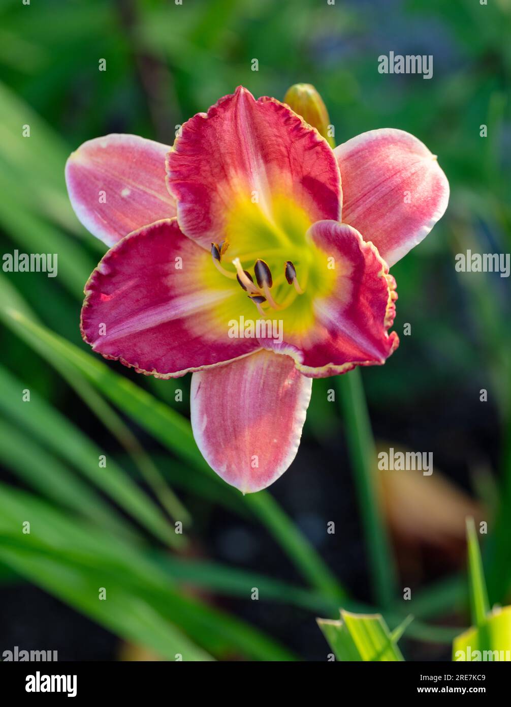 "Azure Violets" Daylily, Daglilja (Hemerocallis) Foto Stock