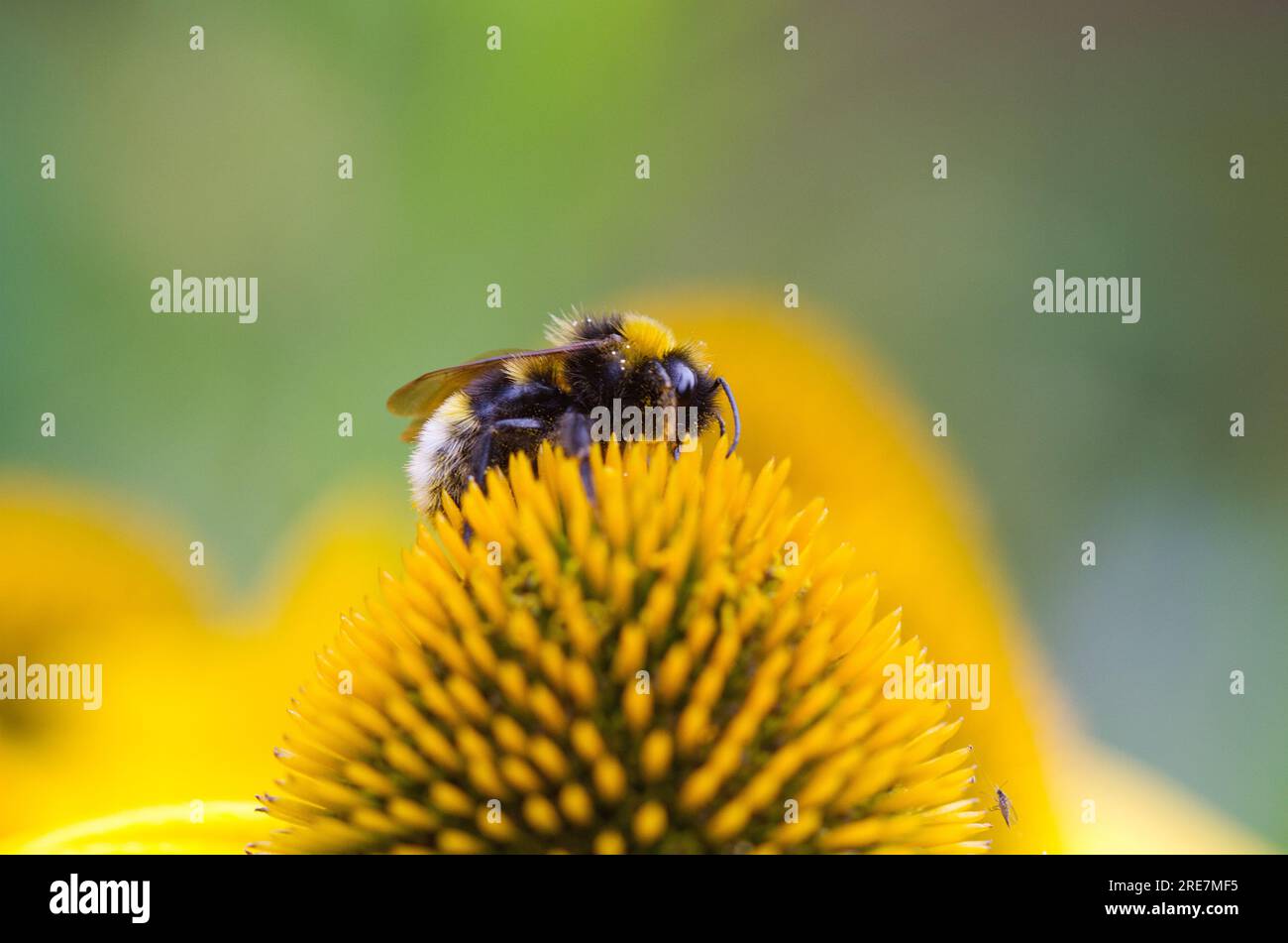 bumblebee con coda di rondine su fiore giallo Foto Stock