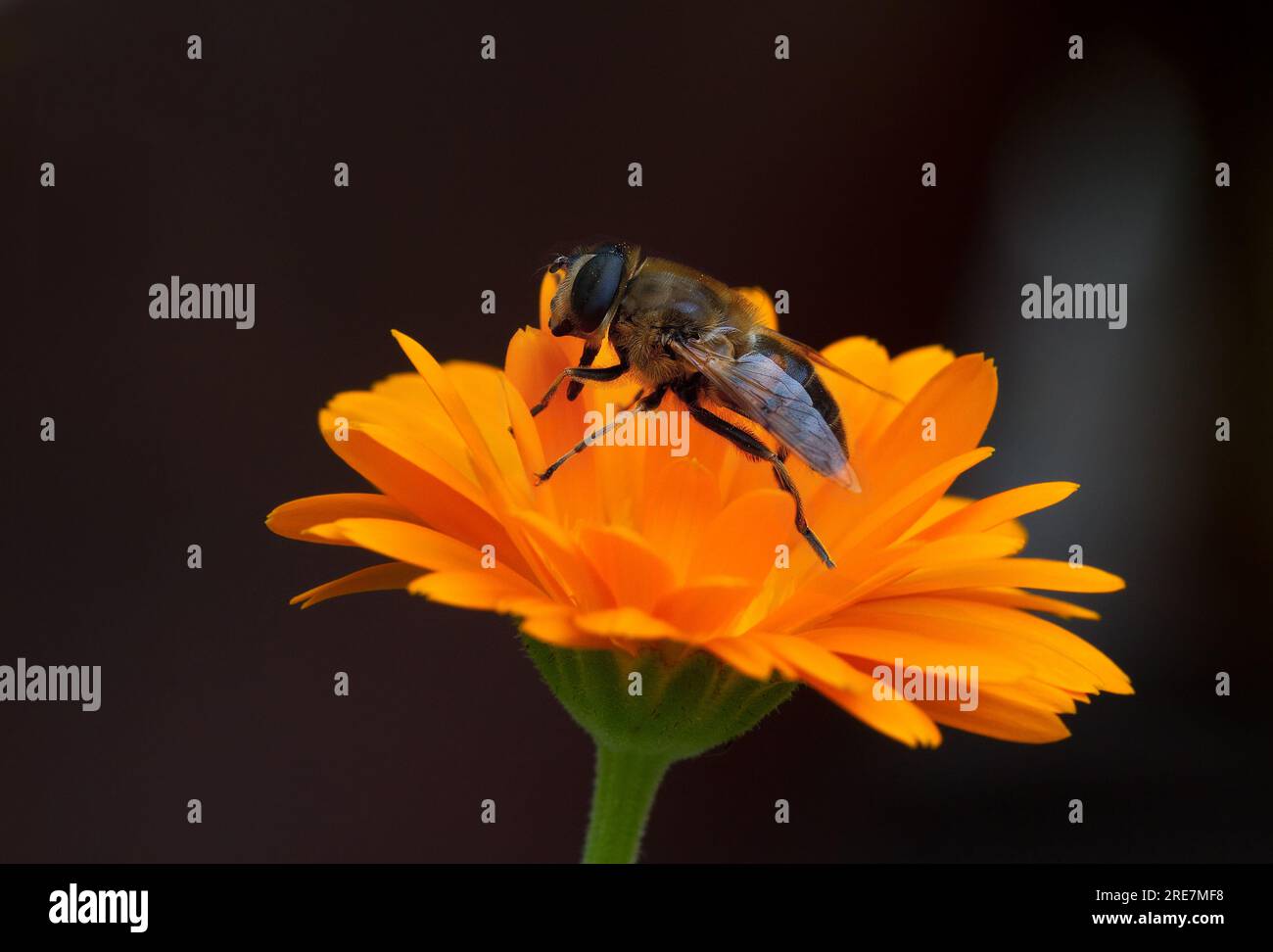 Insetti, probabilmente il drone comune vola, sul calendula di Pot Foto Stock