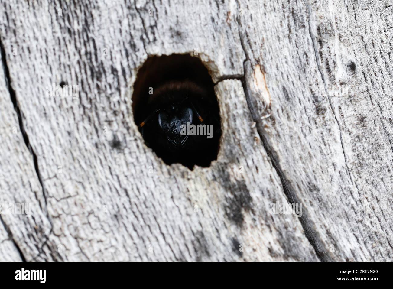 Holzbiene, Blaue Holzbiene, Männchen, an Neströhre, Niströhre a Totholz, Holz, Schlupf der Männchen, Blauschwarze Holzbiene, Große Holzbiene, Violett Foto Stock