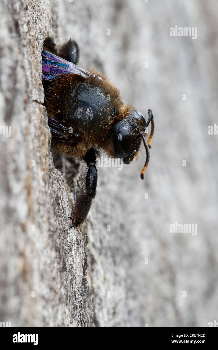 Holzbiene, Blaue Holzbiene, Männchen, an Neströhre, Niströhre a Totholz, Holz, Schlupf der Männchen, Blauschwarze Holzbiene, Große Holzbiene, Violett Foto Stock