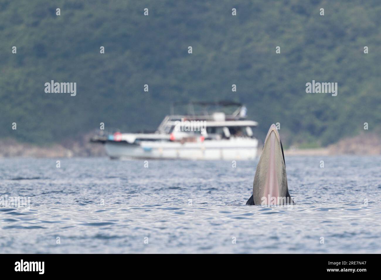 Balena dell'Eden (Balaenoptera edeni), in superficie marina, nutrizione, rifugio del porto interno, Sai Kung, Hong Kong, Cina Foto Stock