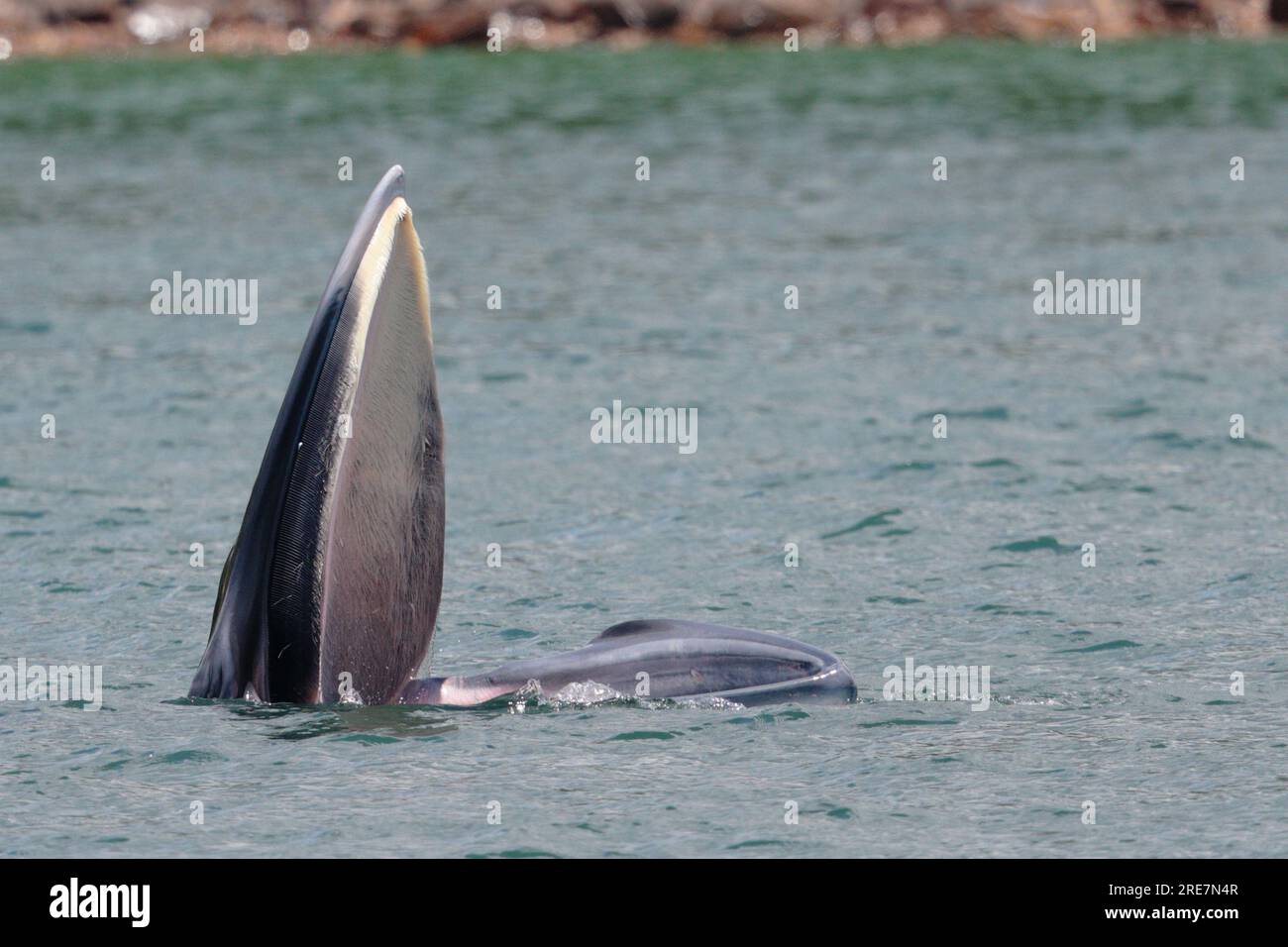 Balena dell'Eden (Balaenoptera edeni), in superficie marina, nutrizione, rifugio del porto interno, Sai Kung, Hong Kong, Cina, 25 luglio 2023 Foto Stock